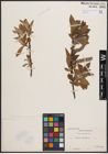 Foto von Salix cinerea L. x Salix viminalis L.